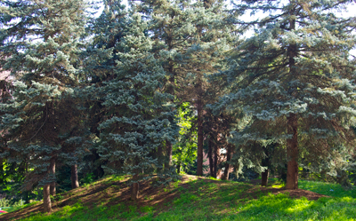 boschetto E spazi per passeggiare e meditare
